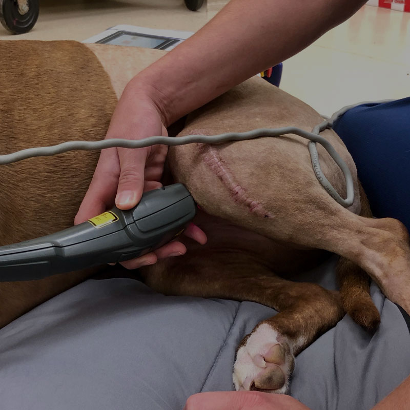 Photo for Caring for your pet isn't just our profession. It is our purpose in life. Call us now, and we'll make a difference