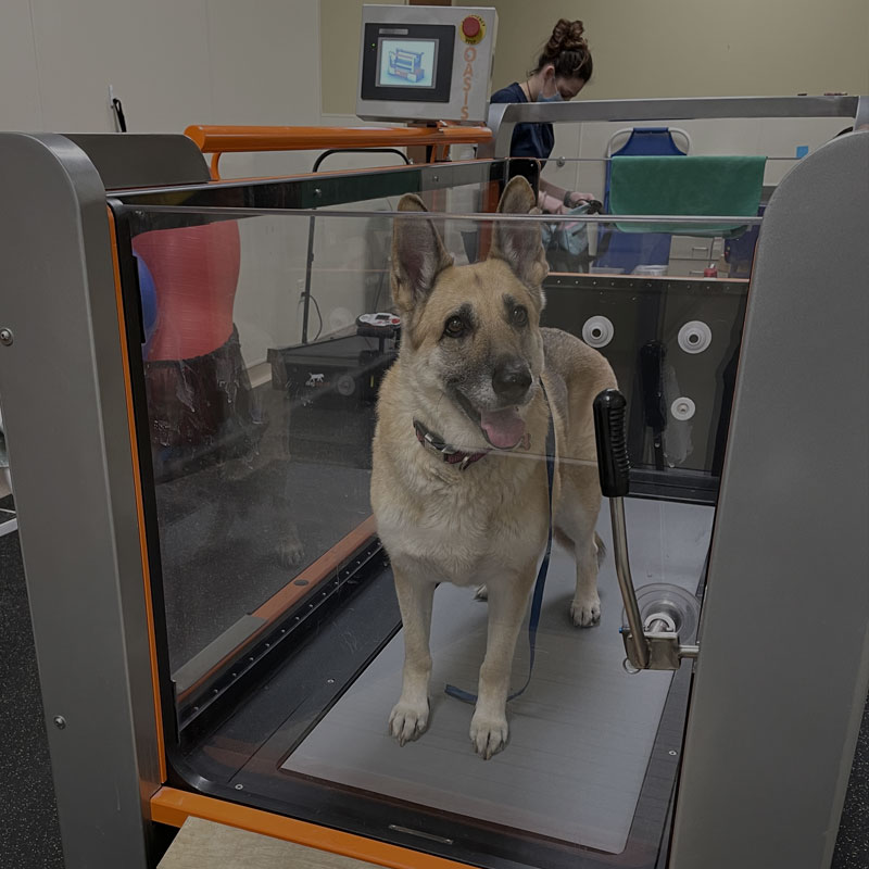 Photo for Caring for your pet isn't just our profession. It is our purpose in life. Call us now, and we'll make a difference