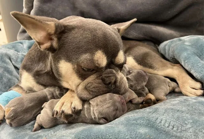 Photo for Caring for your pet isn't just our profession. It is our purpose in life. Call us now, and we'll make a difference