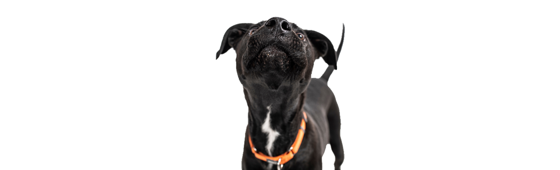 Photo for Monitor Your Pet