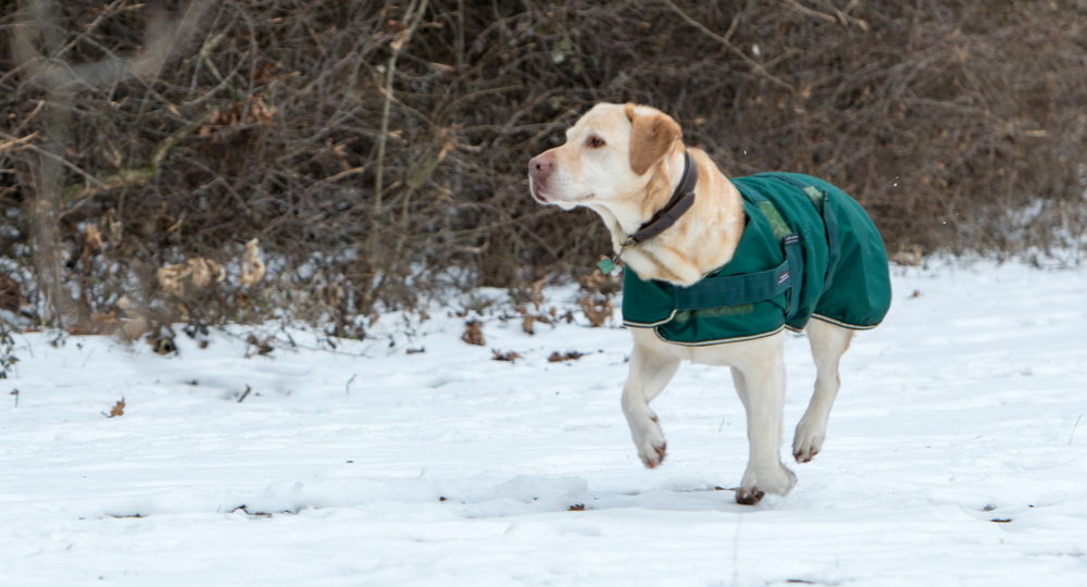 Photo for Frostbite is a winter weather threat for your pet