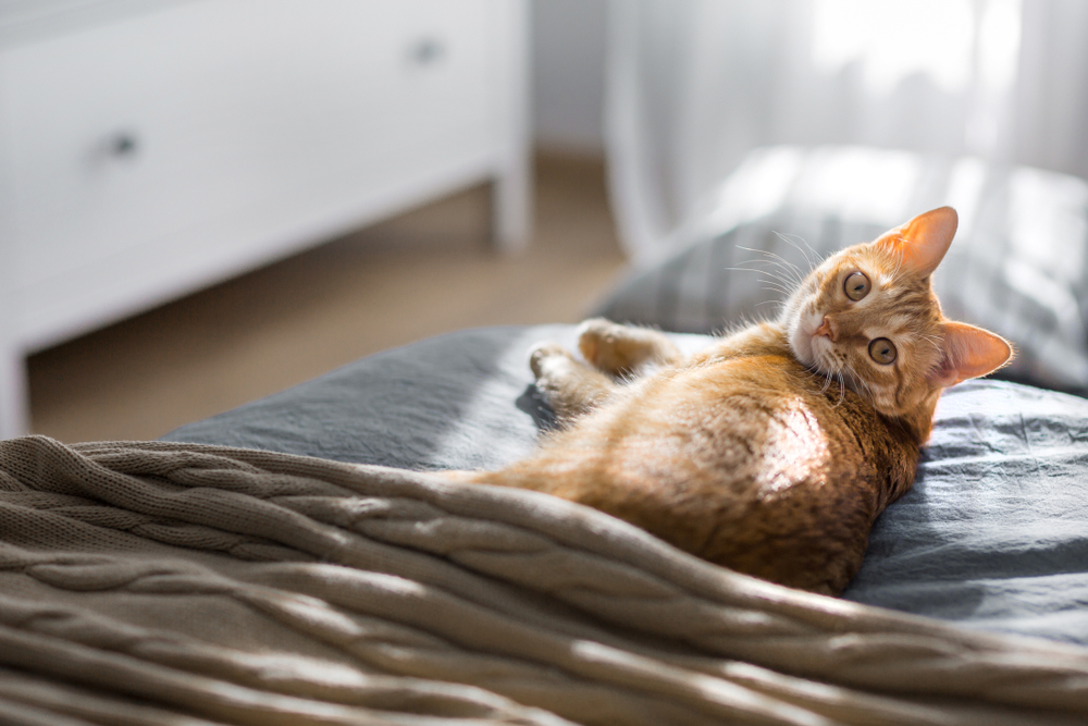 Photo for Quality-of-Life Assessment Guidelines for Pet Owners