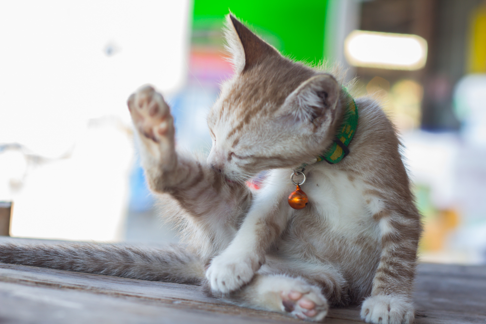 Photo for Fun facts about your cat’s grooming habits