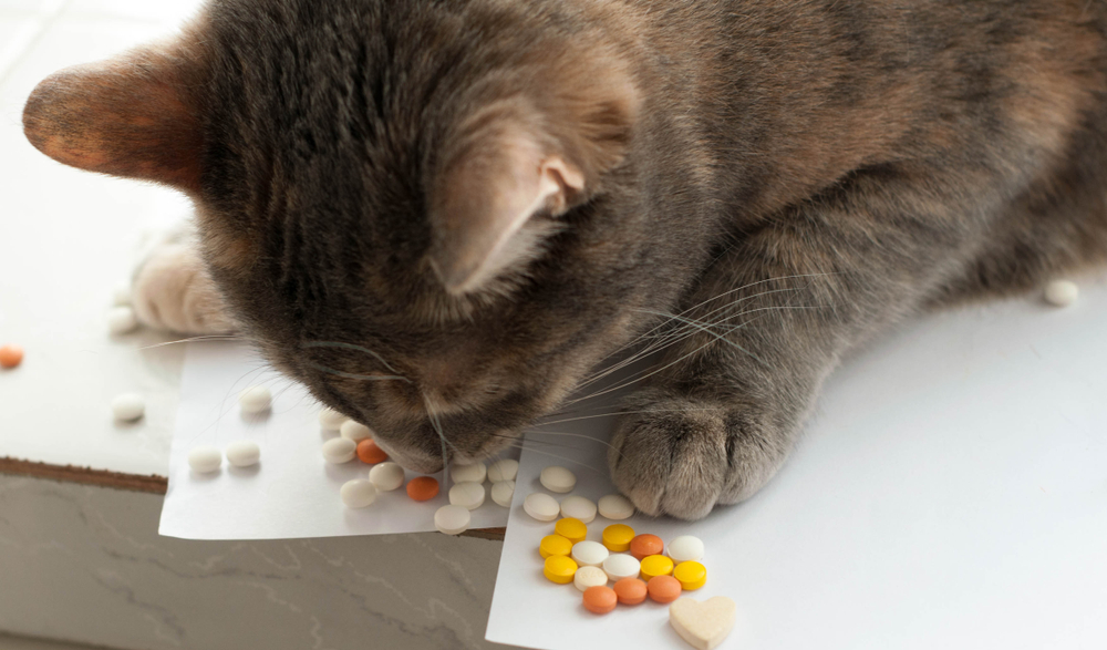 Photo for Toxins are a household pet danger