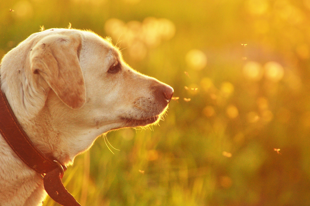 Photo for Frequently Asked Questions About Puppy Socialization