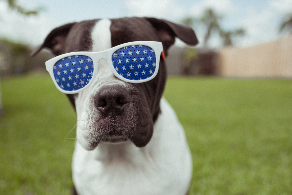 Photo for What Pet Owners Should Know About Giardiasis