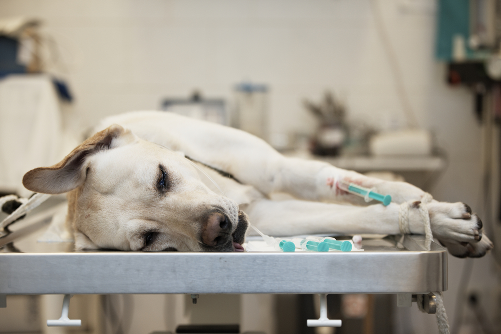 Photo for Giardiasis treatment in pets