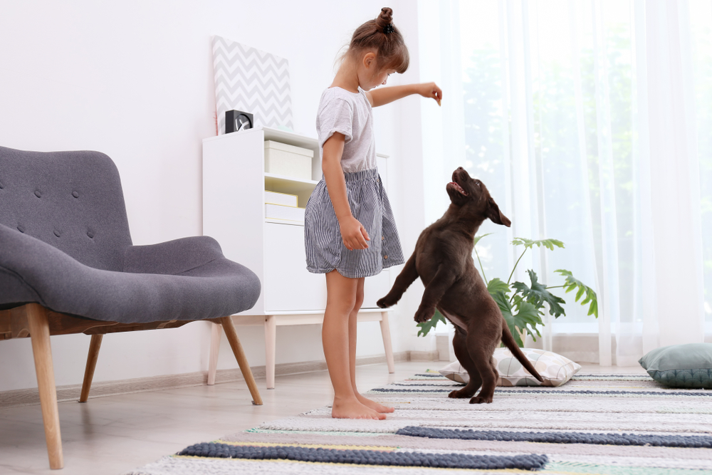 Photo for Addressing Behavior Issues in Puppies
