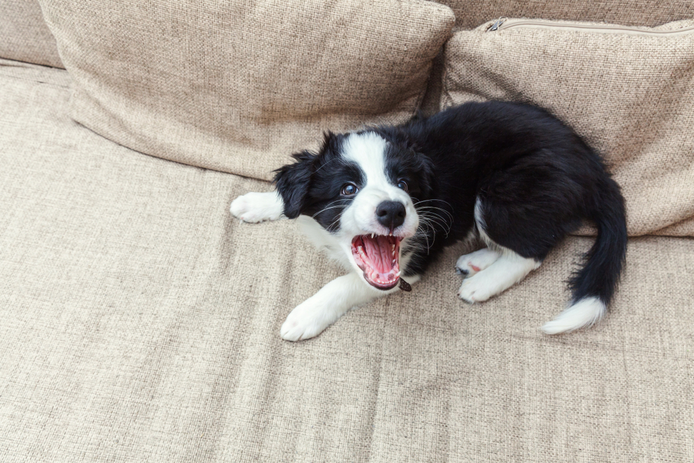 Photo for Addressing barking puppies