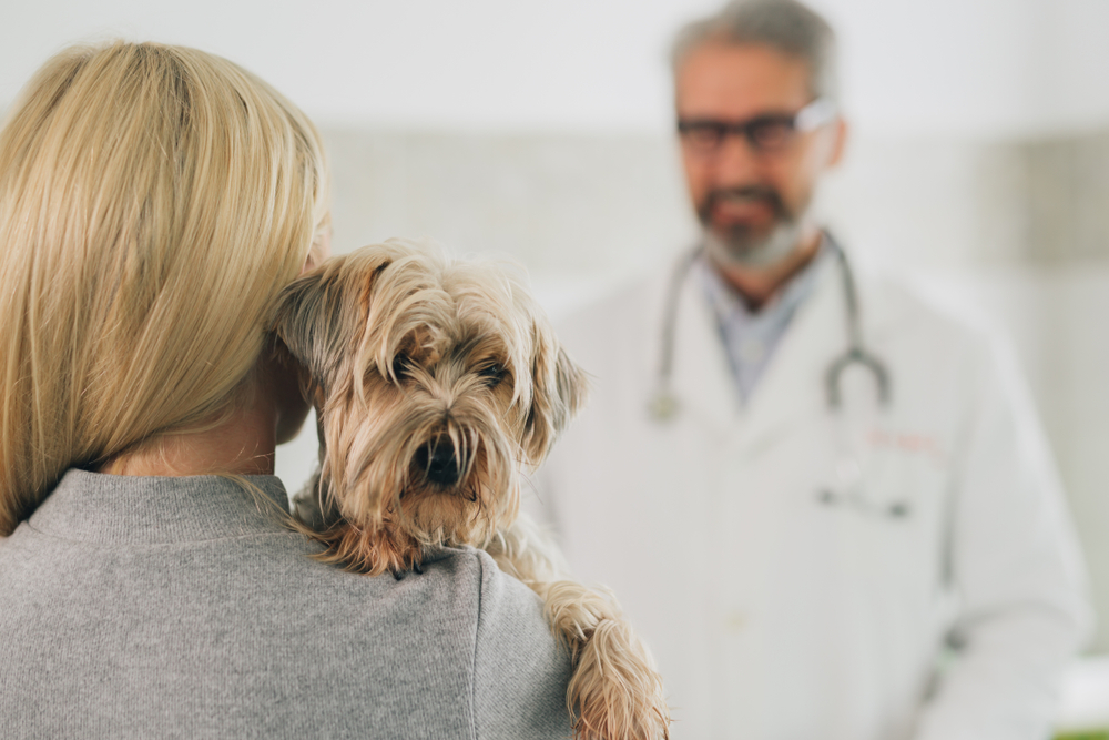 Photo for Why the Long Wait? 4 Reasons It’s Taking Longer to See Your Veterinarian