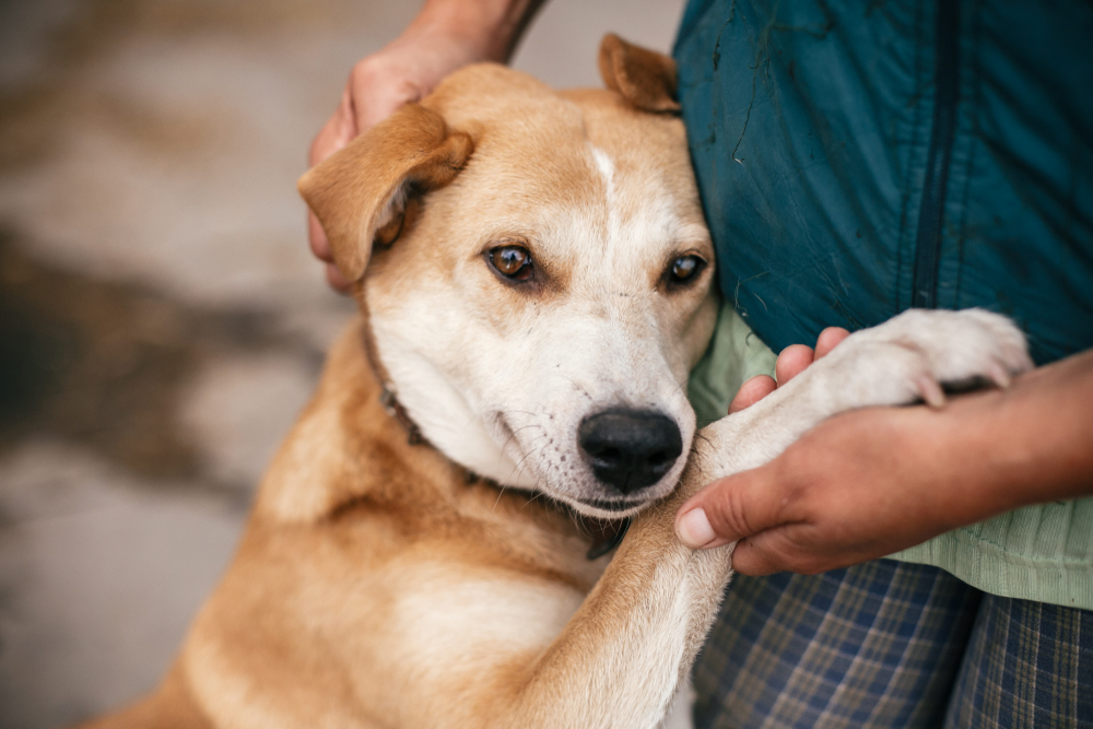 Photo for Understanding TPLO Surgery for Your Canine Friend