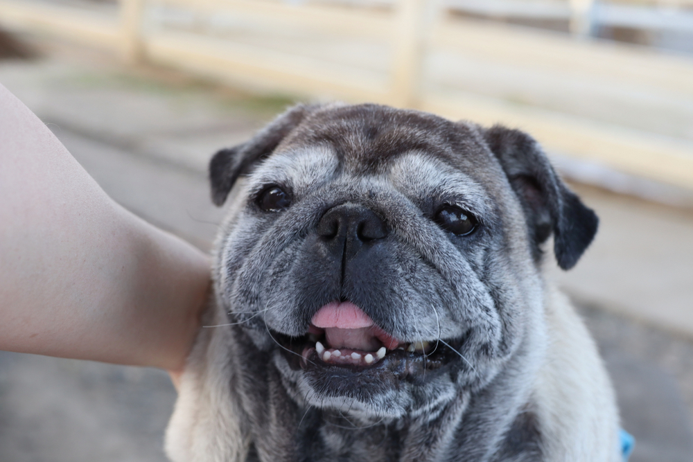 Photo for Your senior pet needs more frequent wellness screenings