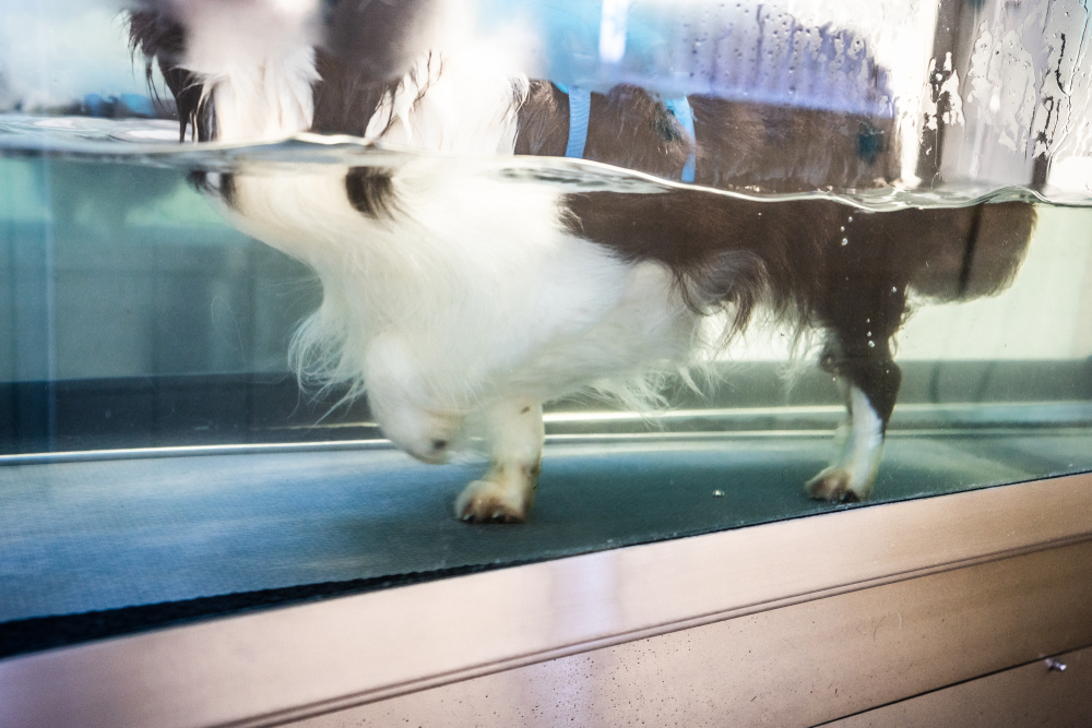 Photo for Pet osteoarthritis management
