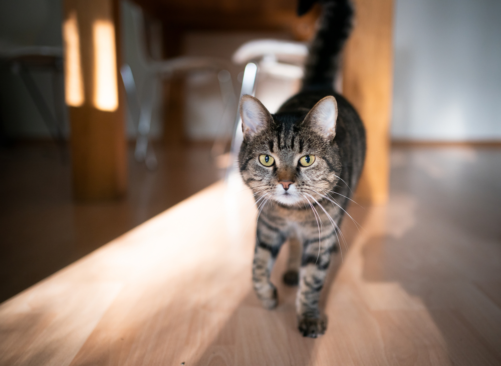 Photo for Protecting Your Pet from Parasitic Diseases