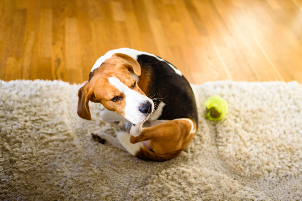 Photo for The Truth About Allergic Pets