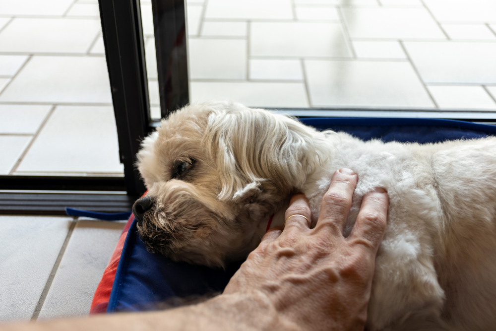 Photo for Saying goodbye to your pet