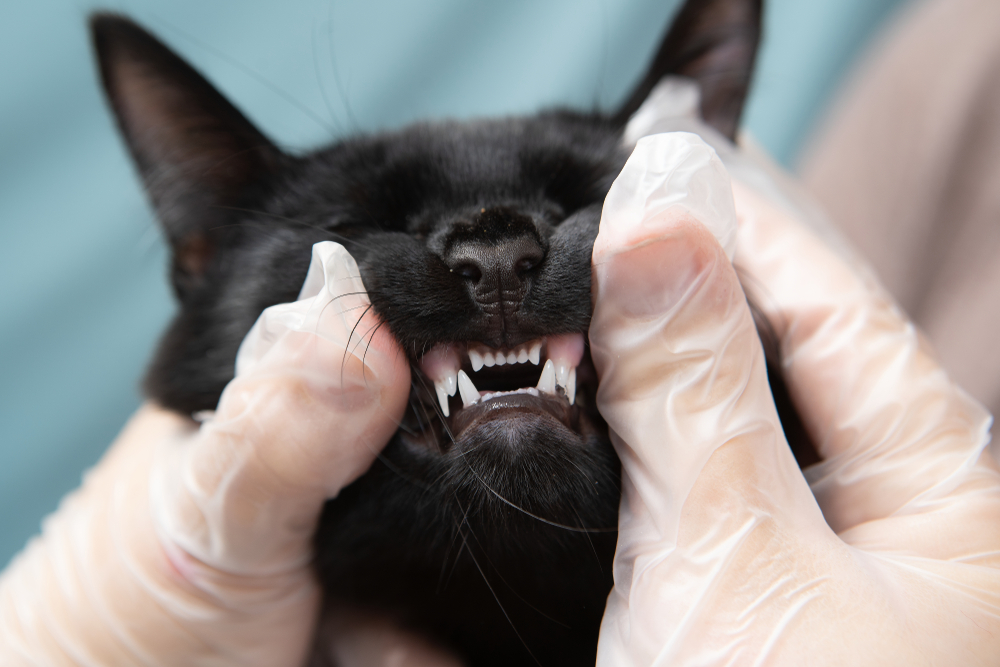 Photo for 4 Steps to Chews-ing Your Pet’s Dental Care Plan