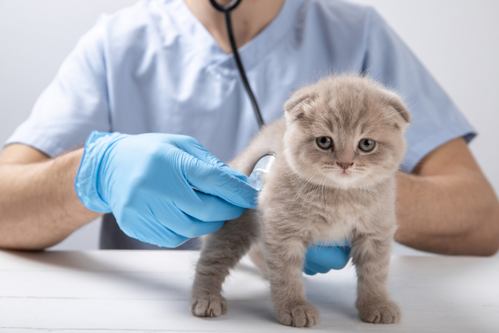 Photo for The Importance of Regular Wellness Screenings for Pets
