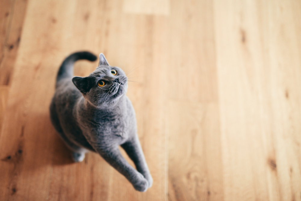Photo for What Pet Owners Should Know About Pyometra