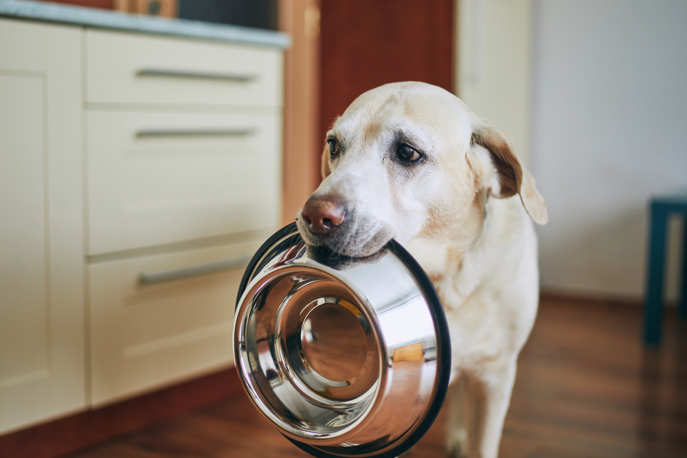 Photo for At-home care for vomiting dogs