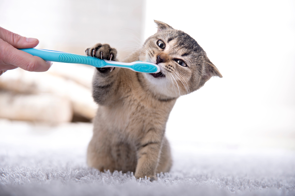 Photo for Assigning homework for your pet