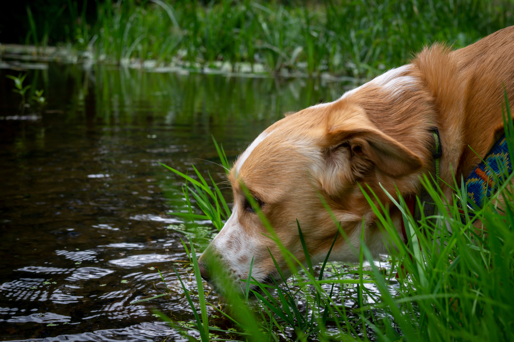 Photo for Vomiting Handbook for Dog Owners
