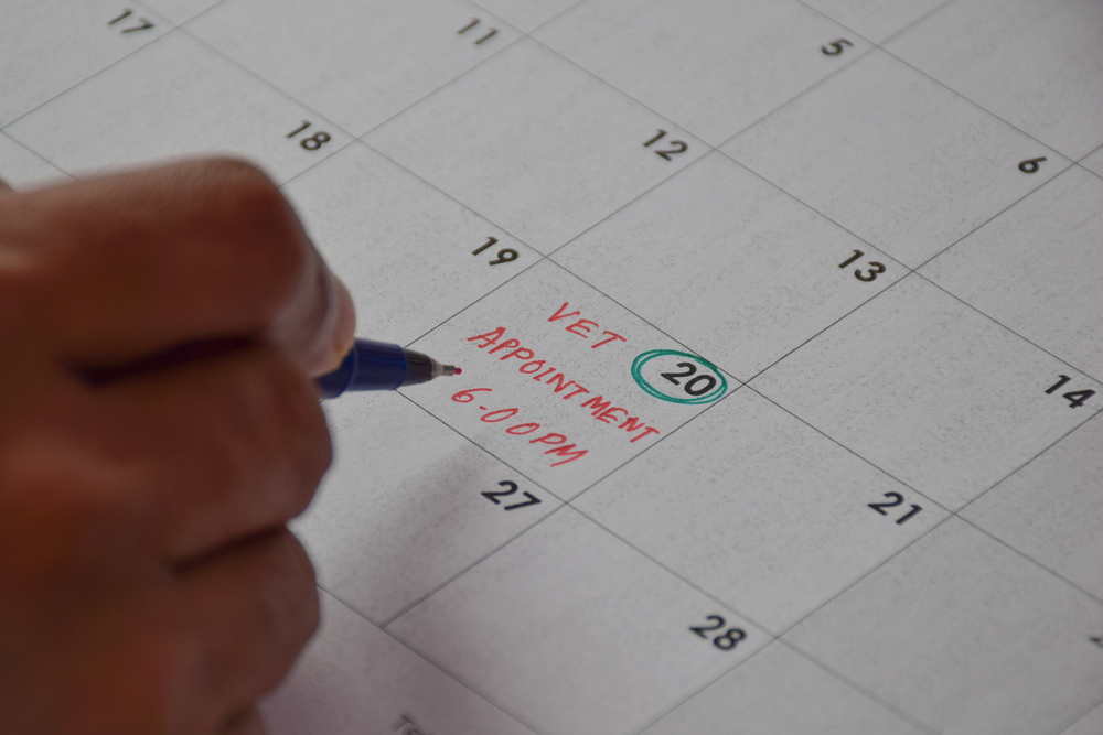 Photo for Tips to decrease wait times and support your veterinary team
