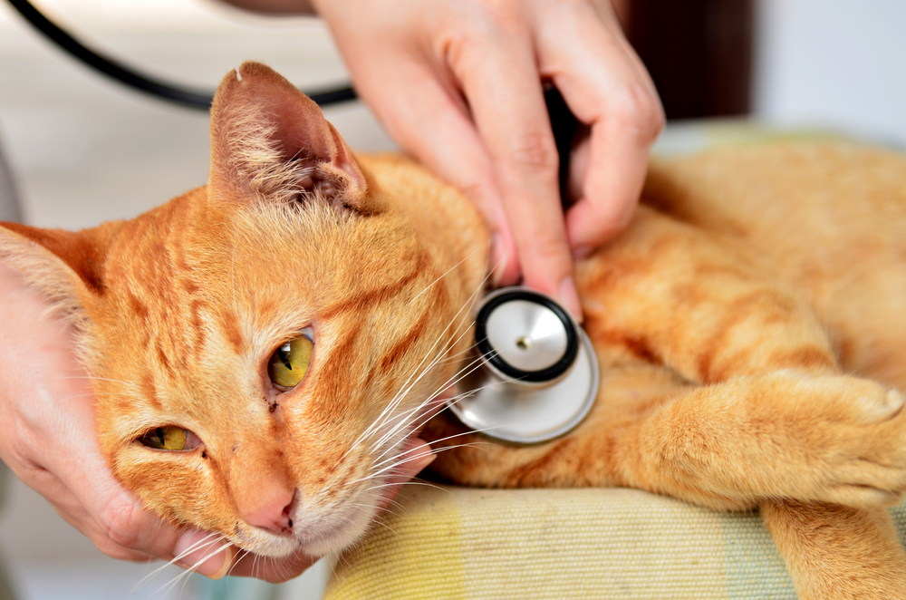 Photo for FAQs About Pet Cancer