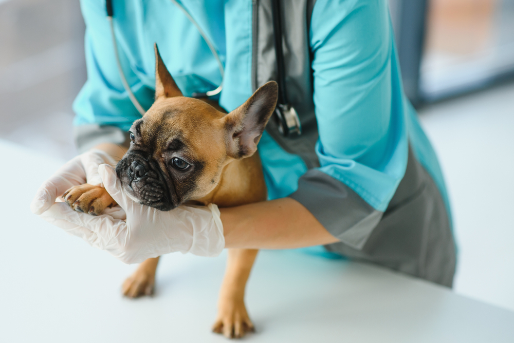 Photo for Q: Can pet cancer be prevented?