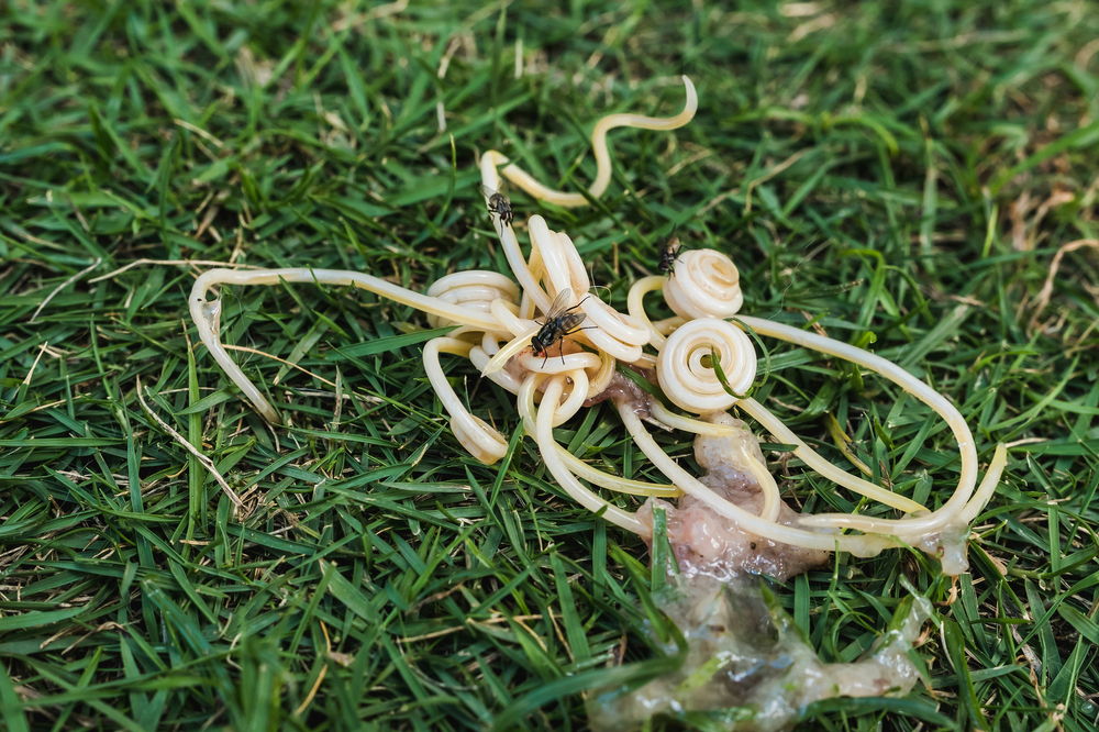 Photo for Roundworms in pets