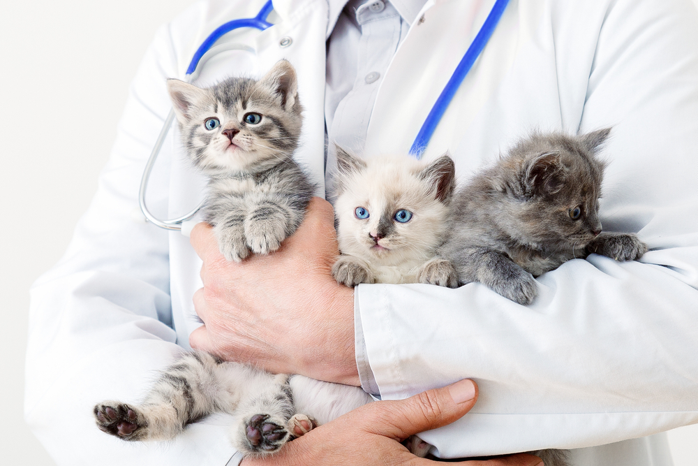 Photo for Pet wellness screening test frequency