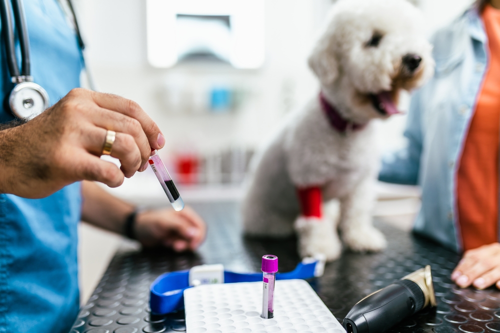 Photo for Pancreatitis in Pets 101