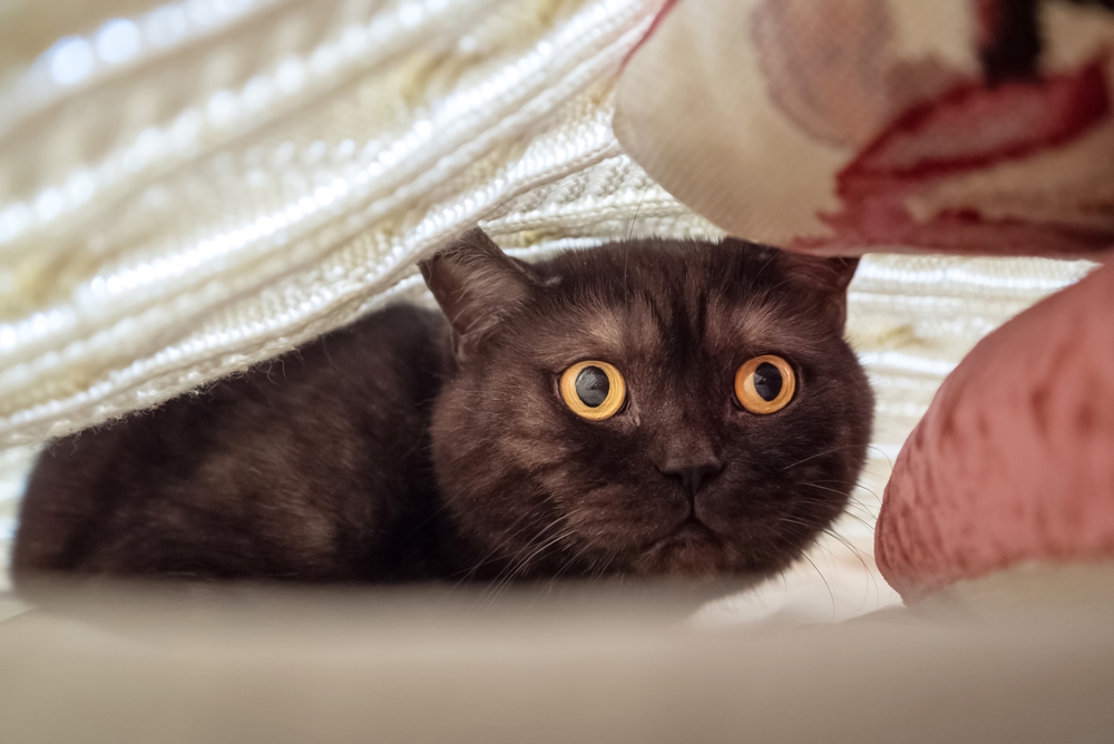 Photo for DO keep your pet indoors