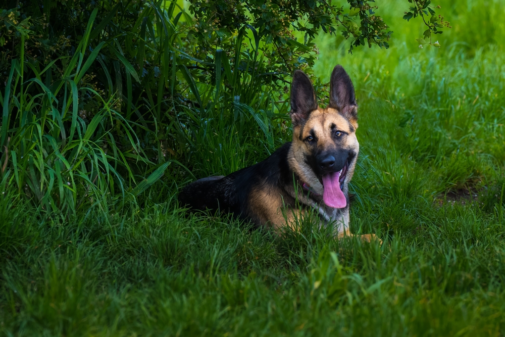 Photo for Protecting your pet from ticks