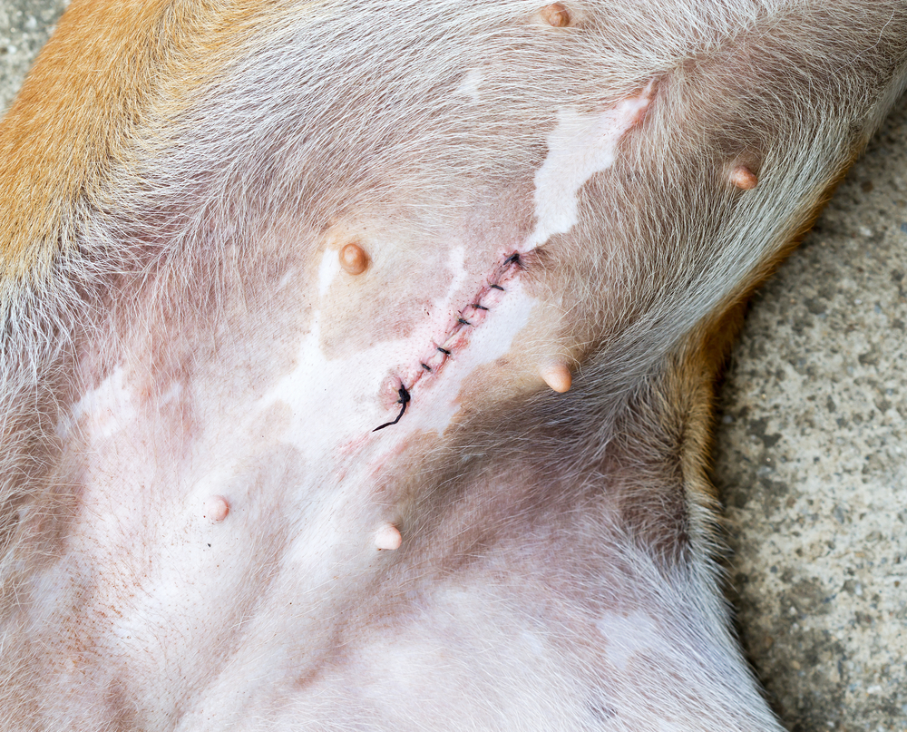 Photo for Pet pyometra prevention