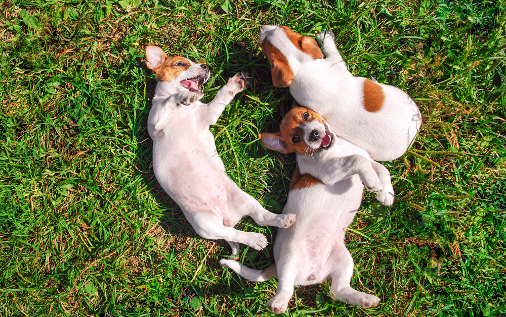 Photo for Q: Is socialization safe for my puppy?