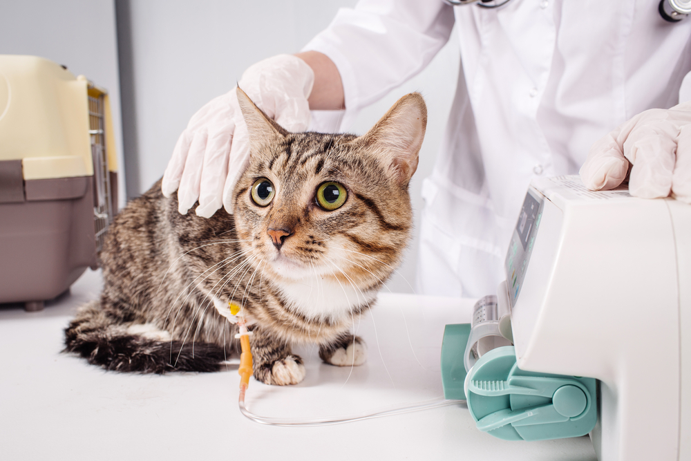 Photo for Pancreatitis treatment and long-term management for pets