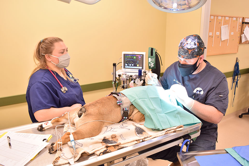 Photo for Preparing For Your Pet’s Surgery